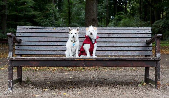 Tiere auf Zeitumstellung vorbereiten (Foto: &copy; VIER PFOTEN | Christopher Koch)