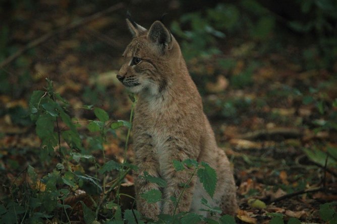 Jungtier Finja ist inzwischen gro&szlig; und hat eine neue Heimat gefunden (Foto: Wildtierland Hainich)