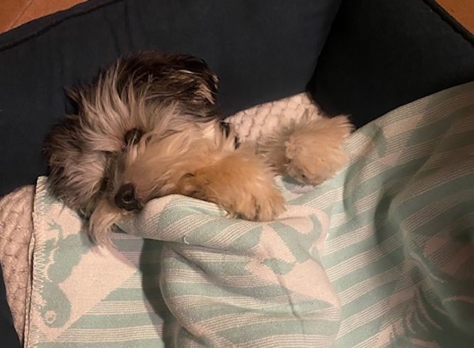 Rudi fühlt sich wohl (Foto: Ingrid aus Nordhausen) Rudi fühlt sich wohl (Foto: Ingrid aus Nordhausen)