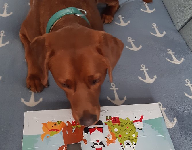 Labrador Heinrich und sein Adventskalender (Foto: Heike Lange aus Sondershausen) Labrador Heinrich und sein Adventskalender (Foto: Heike Lange aus Sondershausen)