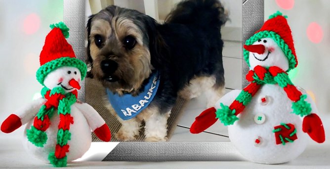 Der kleine Schatz Toni (Foto: Familie Lauterbach aus Sondershausen) Der kleine Schatz Toni (Foto: Familie Lauterbach aus Sondershausen)