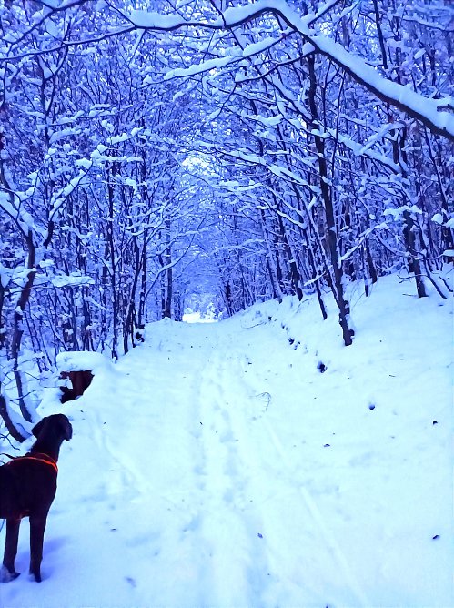 Dogge Barney ist von dem vielen Schnee verzaubert (Foto: Sophie Schröder) Dogge Barney ist von dem vielen Schnee verzaubert (Foto: Sophie Schröder)