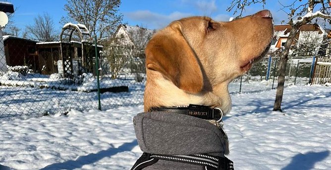 Unser Hund genie&szlig;t seine erste Adventszeit im Garten mit Sonne und Schnee (Foto: Luisa Wulf)