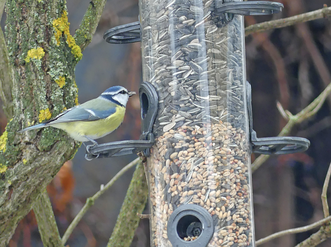Blaumeise am Futtersilo (Foto: Clara Milde)