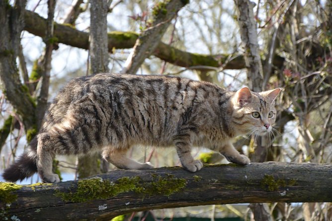 Wildkuder Leo (Foto: Katrin Vogel) Wildkuder Leo (Foto: Katrin Vogel)