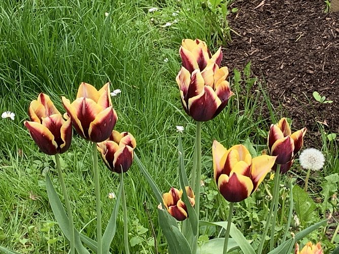 Florale Impressionen aus Bad Langensalza (Foto: Eva Maria Wiegand)