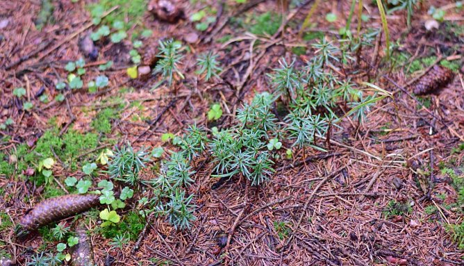 Wei&szlig;-Tannens&auml;mlinge als Ergebnis eines Mastjahres: Erreichen die S&auml;mlinge Knieh&ouml;he, k&ouml;nnen Sie als Wildlinge gewonnen werden (Foto: Jan B&ouml;hm)
