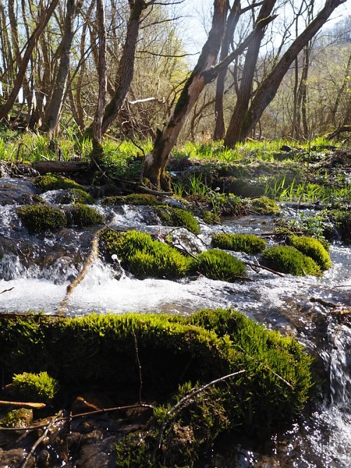 Sprudelnde Kalktuffquelle im Eichsfeld (Foto: Anne-Louise Fritz)