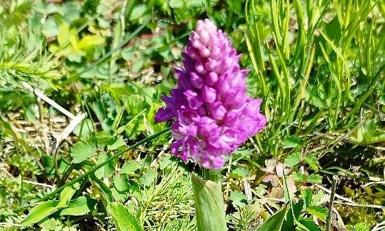 Sch&ouml;nheit der Natur (Foto: Steffen Liesegang)