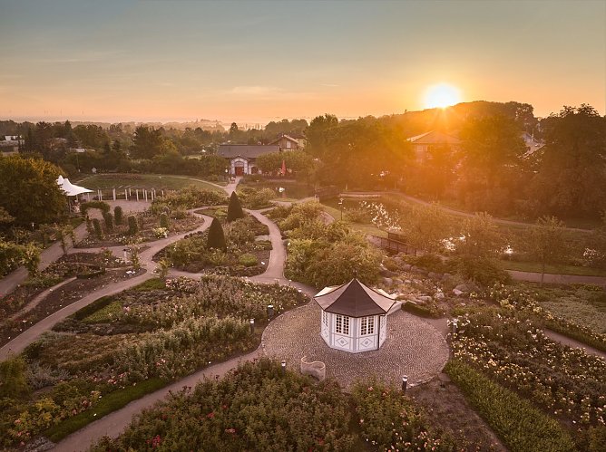 Abendstimmung im Rosengarten (Foto: Tino Sieland)
