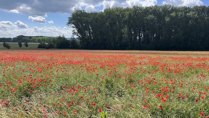 Der regen läßt nach, es wird wieder wärmer (Foto: oas) Der regen läßt nach, es wird wieder wärmer (Foto: oas)