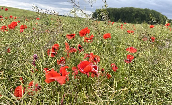 Morgen wird mit st&uuml;rmischem Wetter gerechnet  (Foto: oas)