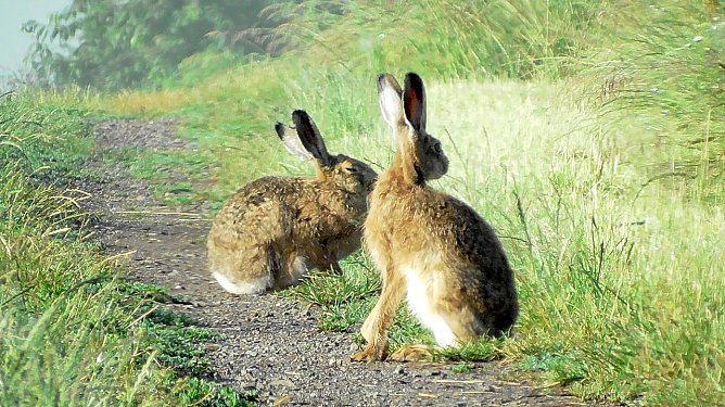 Ein Feldhasenpaar bekam Ulrich Reinboth heute Morgen vor die Linse (Foto: U.Reinboth) Ein Feldhasenpaar bekam Ulrich Reinboth heute Morgen vor die Linse (Foto: U.Reinboth)