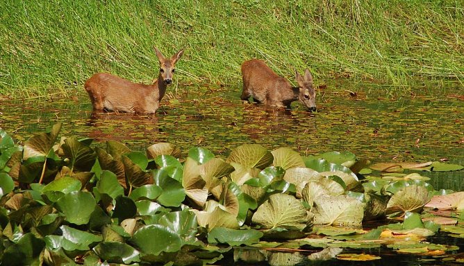 Wird die Sommerhitze zu stark, gehen Rehe auch mal ins Freibad (Foto: Andreas Knoll)