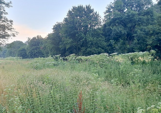 An der Wieda unterhalb von H&ouml;rningen bildet der invasive Neophyt regelrechte Palisaden, unter denen kaum noch etwas Heimisches w&auml;chst. (Foto: B.Schwarzberg)