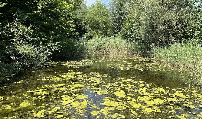 Es bleibt sommerlich durch ein Zwischenhoch  (Foto: oas)