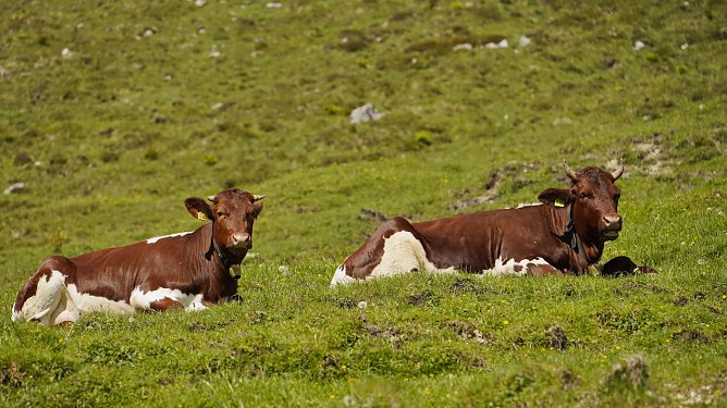 Idyllische Bergwelt im Berchtesgadener Land (3) (Foto: J&ouml;rg Neumann)