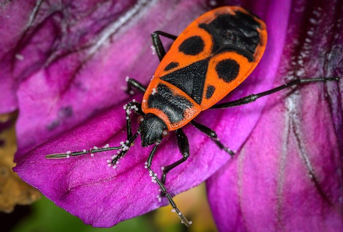 Wohl bekannt und weit verbreitet: die Feuerwanze (Foto: Holger R&uuml;del)
