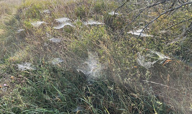 Altweibersommer in Thüringen (Foto: oas) Altweibersommer in Thüringen (Foto: oas)