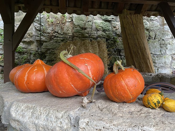 K&uuml;rbisse im NaturGarten (Foto: oas)