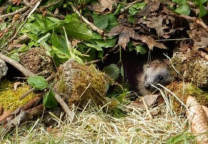 In einer Igelburg kommen Igel gut durch die kalte Jahreszeit. (Foto: &copy; VIER PFOTEN)