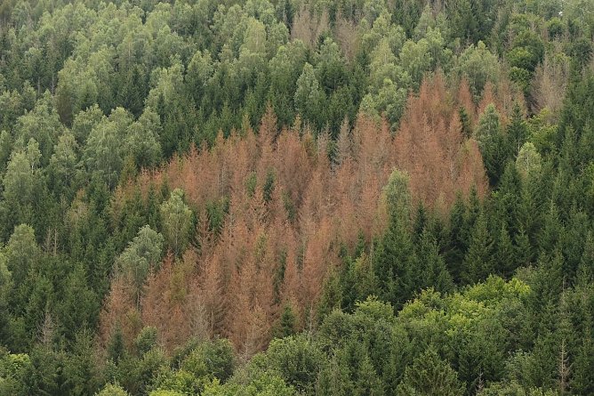 Tote Fichten im Harz, Archivbild aus 2021 (Foto: nnz-Archiv) Tote Fichten im Harz, Archivbild aus 2021 (Foto: nnz-Archiv)