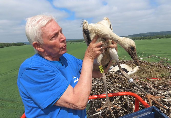 NABU-Mitglied Klaus Schmidt beobachtet seit 1963 die St&ouml;rche und hat 975 Jungst&ouml;rche in seiner Freizeit f&uuml;r die Vogelwarte Hiddensee beringt, hier 2024 bei Dankmarshausen im Wartburgkreis. (Foto: BABU/ V. Hotzel)