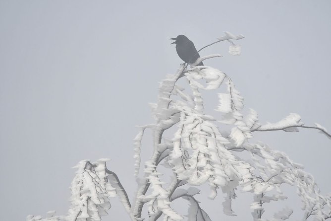 Im Wald stellen Winterst&uuml;rme f&uuml;r Menschen eine besondere Gefahr dar (Foto: Ralf Sikorski)