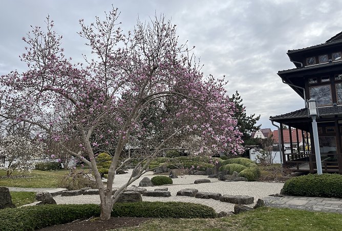 Die ersten Bäume im Japanischen Garten Bad Langensalza beginnen zu blühen (Foto: oas) Die ersten Bäume im Japanischen Garten Bad Langensalza beginnen zu blühen (Foto: oas)