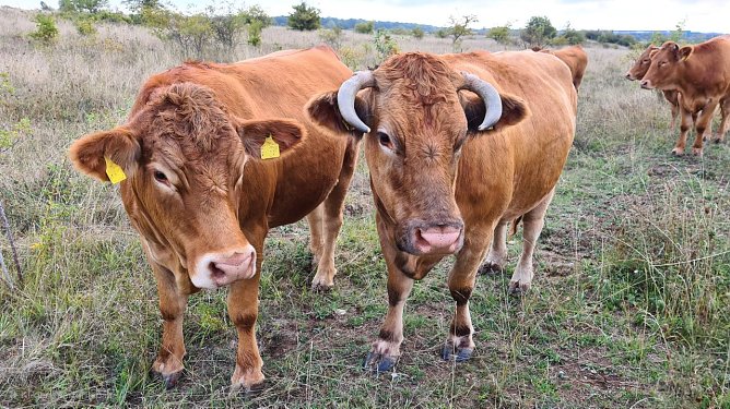 Gelbvieh im Nationalpark Hainich (Foto: Nationalpark-Verwaltung Hainich) Gelbvieh im Nationalpark Hainich (Foto: Nationalpark-Verwaltung Hainich)