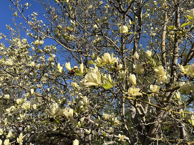 Magnolienblüte (Foto: oas) Magnolienblüte (Foto: oas)