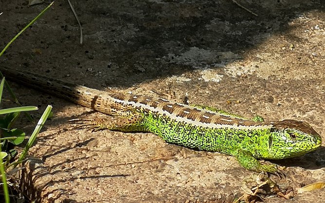 Frühlingserwachen im Garten mit Zauneidechse (Foto: S.Boikat) Frühlingserwachen im Garten mit Zauneidechse (Foto: S.Boikat)