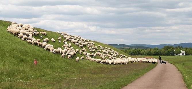 Rasenm&auml;her im Einsatz (Foto: U.Reinboth)