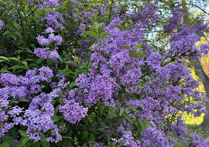 Sonnig, warm und kein Regen (Foto: oas) Sonnig, warm und kein Regen (Foto: oas)