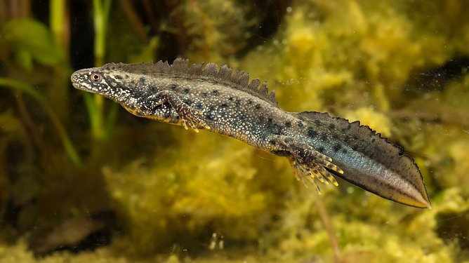 Der Kammmolch (Foto: © Konrad Kürbis) Der Kammmolch (Foto: © Konrad Kürbis)