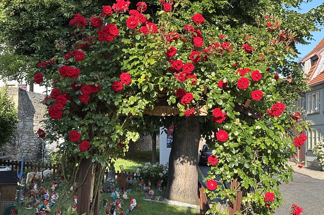 In der Rosenstadt Bad Langensalza (Foto: oas) In der Rosenstadt Bad Langensalza (Foto: oas)