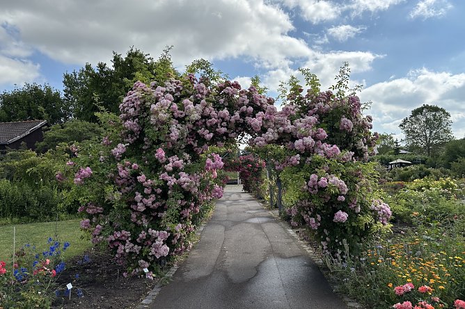 Rosengarten Bad Langensalza  (Foto: uhz online)