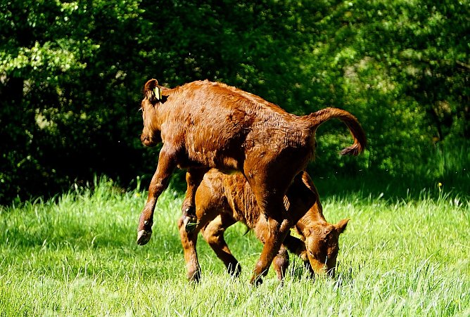 K&auml;lbchen auf der Wiese (Foto: Sophie Boikat)
