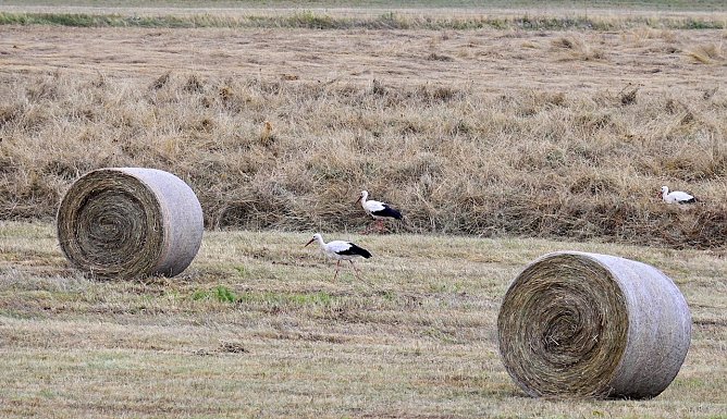 St&ouml;rche an Stausee in Kelbra (Foto: Marco Gerlach)