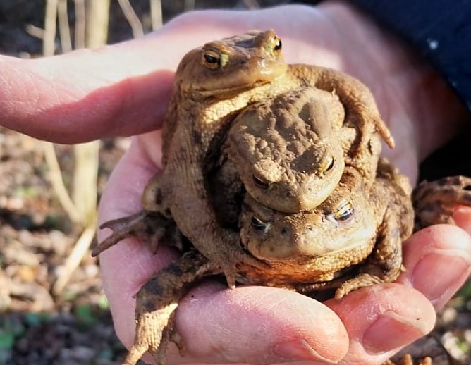 Auch Kröten brauchen weiter Hilfe (Foto: Melanie Schönheit) Auch Kröten brauchen weiter Hilfe (Foto: Melanie Schönheit)