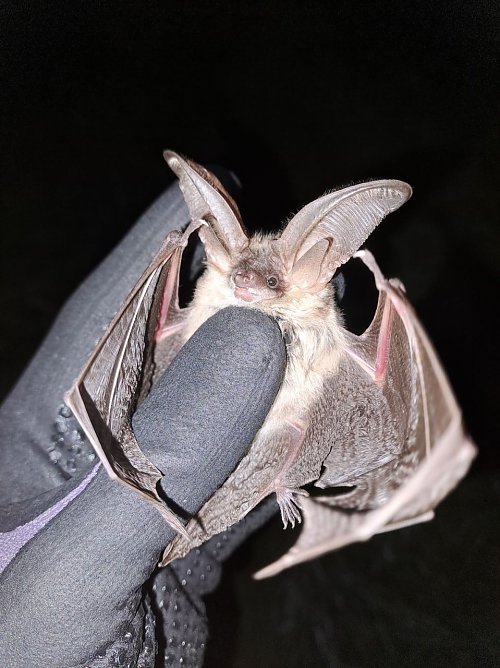 Die Große Mausohrfledermaus ganz nah betrachtet (Foto: Dr. Lars Ludwig) Die Große Mausohrfledermaus ganz nah betrachtet (Foto: Dr. Lars Ludwig)