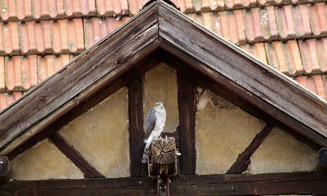 Habicht bei der Jagd (Foto: Eva Maria Wiegand)
