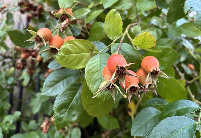 Erste Nachtfr&ouml;ste werden erwartet (Foto: oas)