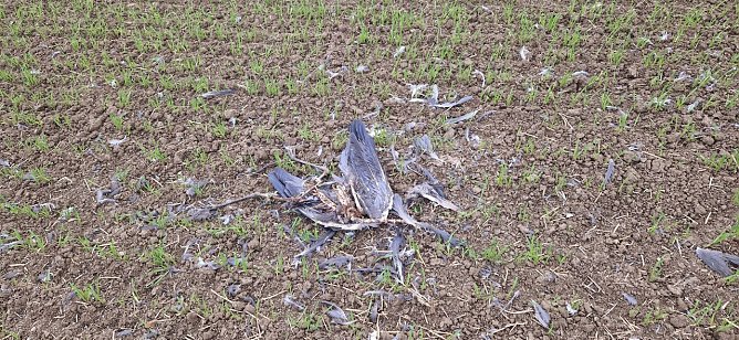 zum Schutz vor der Hochpathogenen Avi&auml;ren Influenza (Gefl&uuml;gelpest) wurde f&uuml;r den Unstrut-Hainich-Kreis eine Allgemeinverf&uuml;gung erlassen (Foto: Landratsamt Unstrut-Hainich-Kreis)