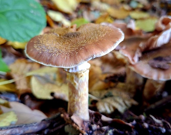 Der Hallimasch ist ein beliebter Speisepilz, jedoch im rohem Zustand unbek&ouml;mmlich. Vor dem Verzehr muss er ausreichend durchgegart sein. (Foto: Landratsamt)