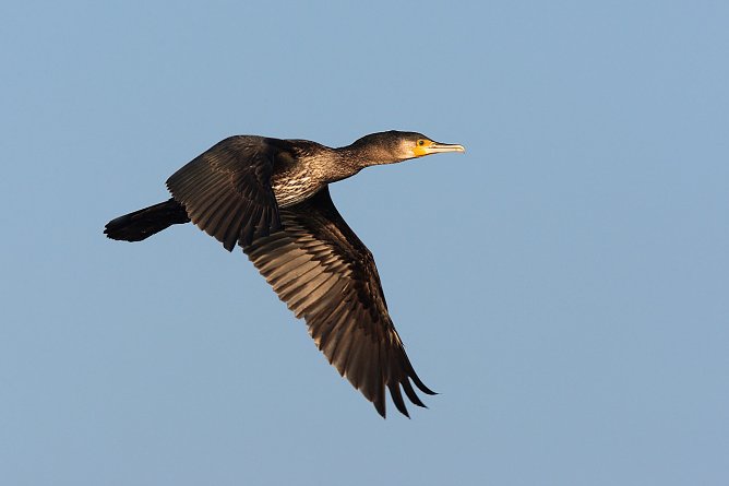Kormoran (Foto: Frank Derer) Kormoran (Foto: Frank Derer)