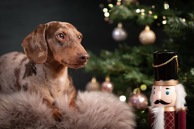 Hannibal der Zwergdackel  (Foto: Nancy Schneider)
