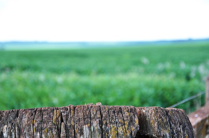 Unter anderem Billig-Soja, Palm&ouml;l und Billig-Rindfleisch aus S&uuml;damerika drohen den europ&auml;ischen Markt noch mehr zu &uuml;berschwemmen, als bisher schon. Auf der Strecke bliebe einmal mehr die gr&uuml;ne Lunge der Erde, der tropische Regenwald. (Foto: Vitor Dutra Kaosnoff from Pixabay)
