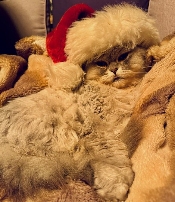Kater Willy (Foto: Anja ZIckenroth)