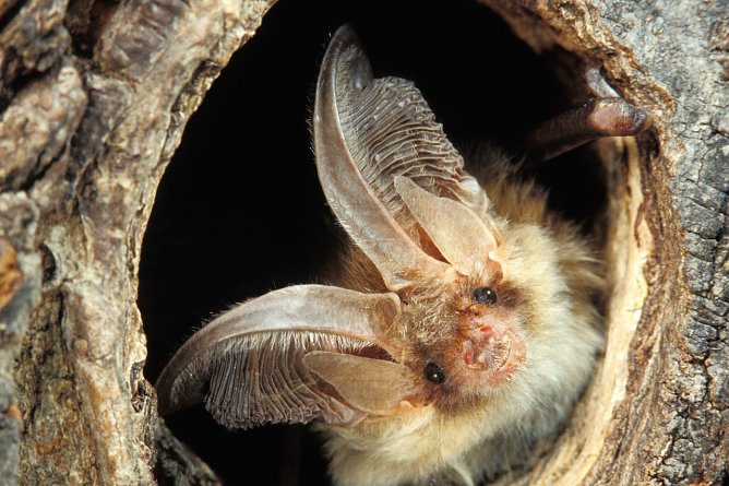 Typisch f&uuml;r das Braune Langohr sind seine &uuml;bergro&szlig;en Ohren. Im Nationalpark ist das Braune Langohr allgegenw&auml;rtig (Foto: Foto: Thomas Stephan)
